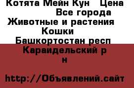 Котята Мейн Кун › Цена ­ 15 000 - Все города Животные и растения » Кошки   . Башкортостан респ.,Караидельский р-н